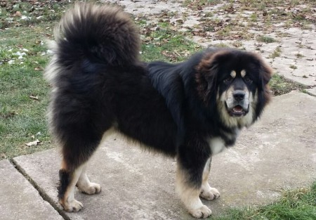 BRENDA Henriet´s garden,(RINCHEN x Y-DALOU)